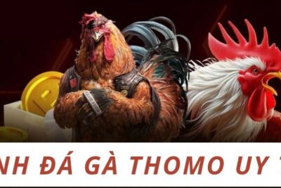 Sảnh đá gà Thomo uy tín – Nơi người chơi gửi trọn niềm tin
