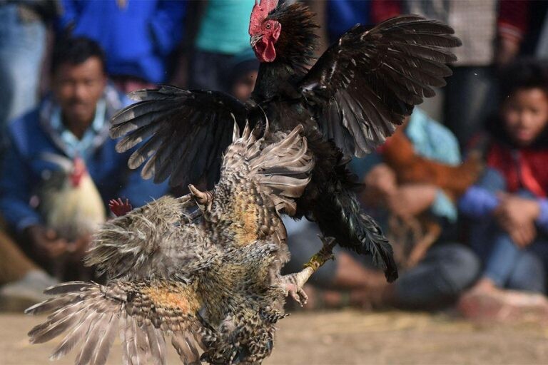 Tham gia sảnh đá gà Thomo uy tín mang lại nhiều lợi ích